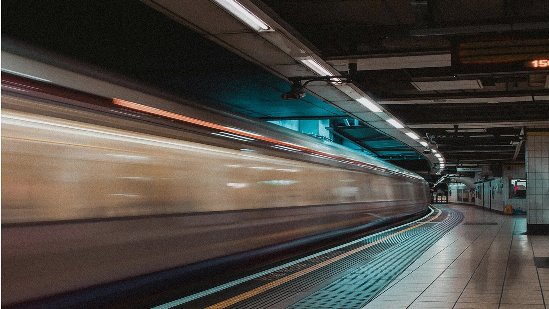 웨이블런트 양양 위드펫